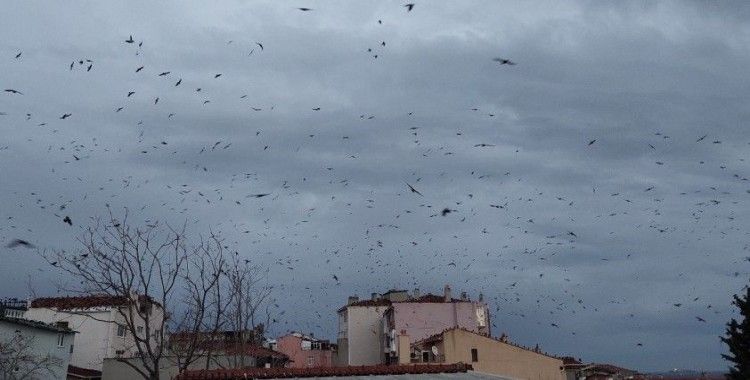 Tekirdağ’da karga istilası: Gökyüzünde korku sahnelerini aratmayan görüntüler