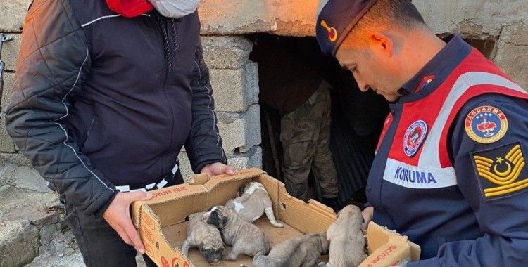 Jandarma, 8 yavru ve anne köpeği donmak üzereyken kurtardı