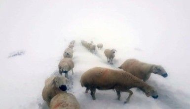 Kara yakalanan çobanların sürüleri ile göçü böyle görüntülendi