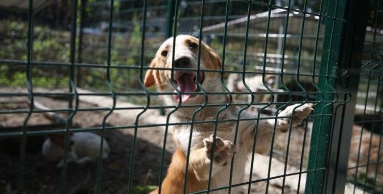 Kayseri Büyükşehir Belediyesinden 17 bin metrekarelik ikinci hayvan barınağı