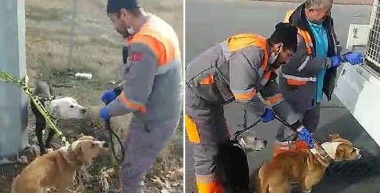 Kayseri'de sokakta bulunan yasaklı cins 2 köpek, bakım merkezine götürüldü
