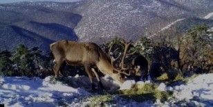 Kızıl geyiklerin muhteşem görüntüsü belgeseli aratmadı