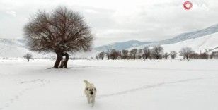 Kar şaşkınlığı yaşayan köpeğin sevimli halleri