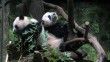 Japonya’nın gözdesi ikiz pandaları ilk kez görüntülendi
