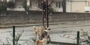Sokak köpeklerinin saldırdığı çocuk elektrik direğine tırmanarak kurtuldu