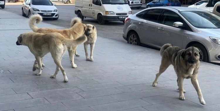 İstanbul’da 6 bin köpek kayıt altına alındı