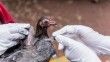 Fransa'da 151 çiftlikte kuş gribi alarmı