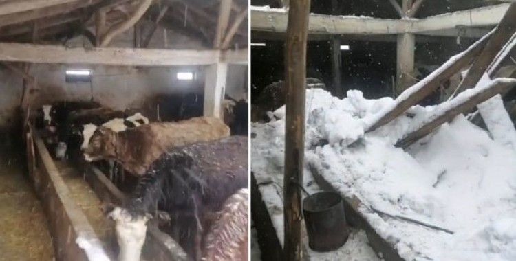 Üzerinde biriken kar nedeniyle ahır çöktü; mahsur kalan hayvanlar kurtarıldı