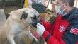 Muğla’da Bin 75 tehlike arz eden köpek ırkı kayıt altına alındı