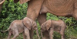 Kenya’da nadir olay: Fil ikiz doğurdu