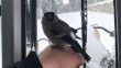 Karlı yolları açan greyder operatörü, donmak üzereyken bulduğu kuşu kurtardı