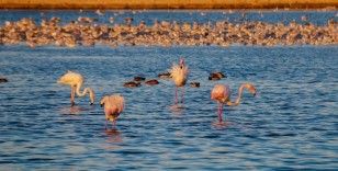 İstanbul’da göç etmeyen flamingolar kışın görüntülendi
