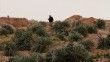 Yahudi yerleşimciler Filistinlilere ait 400’den fazla zeytin ağacını söktü