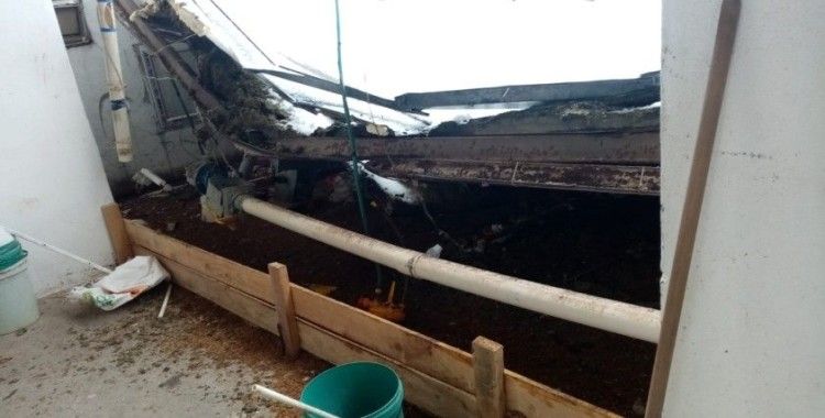 Kara dayanamayan çiftlik çatısı çöktü: 18 bine yakın tavuk telef oldu