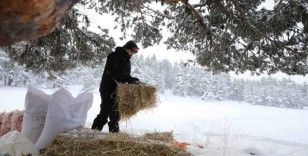 Bakan Pakdemirli kışın besin bulamayan yaban hayvanları için doğaya yem bıraktı