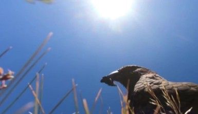 Papağan çaldığı kamera ile uçuşunu filme aldı