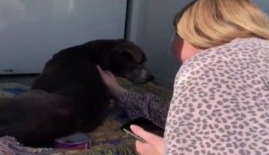 Kayıp köpek 12 yıl sonra ailesine kavuştu