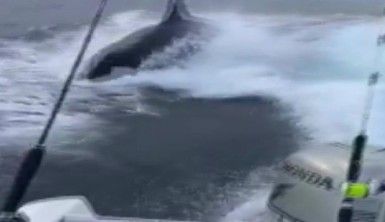 Meksika'da katil balina tekneyi kovaladı