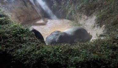 Hindistan'da çukura düşen fil kurtarıldı