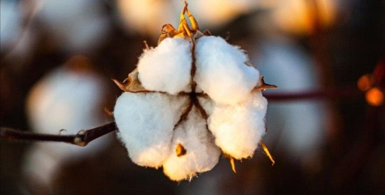 Türk tekstili 'GDO'suz Türk pamuğu' markasıyla güçlenecek