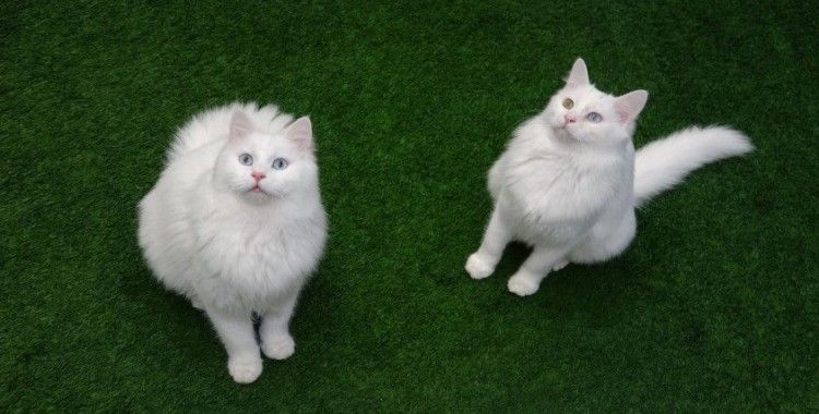 TVHB’den sokak hayvanları açıklaması: 'Onlar sokak hayvanı değil, sahipsiz hayvanlardır'