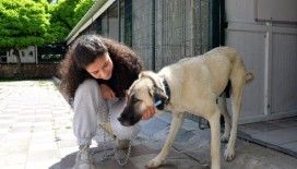 11 bin 924 sokak hayvanı sıcak bir yuvaya kavuştu