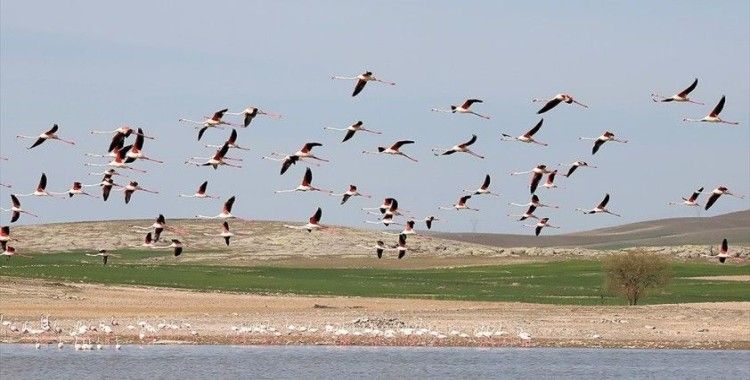Tuz Gölü'nde geçen yıl 1877 flamingo dünyaya geldi