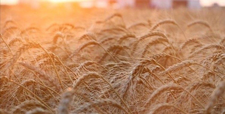 Ukrayna milyonlarca ton tahıl stokunun ihracı için çözüm arayışında