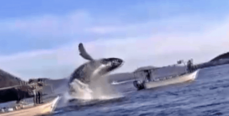 Meksika'da sudan sıçrayan balina tekneye çarptı: 2 yaralı