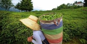 ÇAYKUR 2022 yılı birinci sürgün yaş çay alımlarına başladı