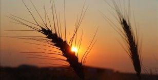 Rusya-Ukrayna savaşıyla körüklenen gıda milliyetçiliği buğdaya da sıçradı