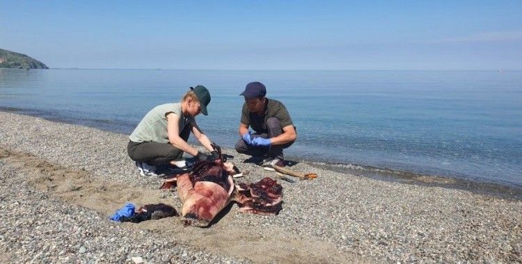 Karadeniz’de çok konuşulan yunus ölümleri araştırılıyor