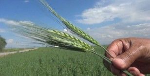 Muş’ta çiftçiler arpa ve buğday veriminde yüzde 75 artış bekliyor
