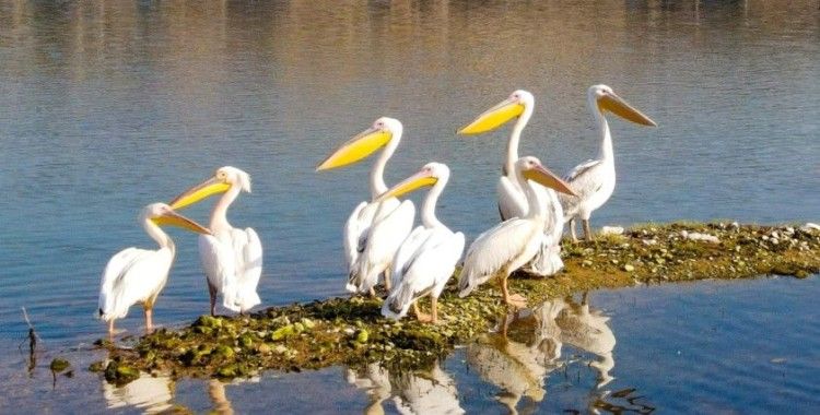 Pelikanların göç yolculuğu