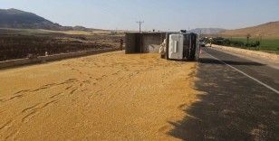 Mardin’de kamyon devrildi, tonlarca buğday yola döküldü