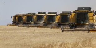 Ceylanpınar Tarım İşletmesi'nde buğdayda 200 bin ton rekolte bekleniyor