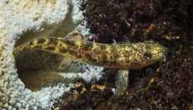 Van Gölü’ndeki yeni tür balığın büyük hali şaşırttı