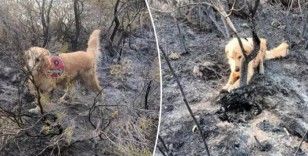 Türkiye'nin tek yangın tespit köpeği: Marmaris'teki yangının başlangıç noktasını 'Kadro' belirledi