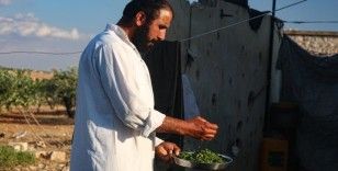 İdlib'de gebre otunun hasadına başlandı