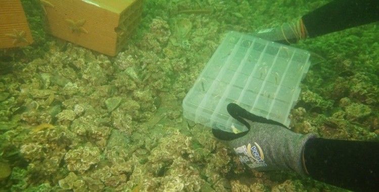Çanakkale’de 300 yavru ıstakoz denize bırakıldı