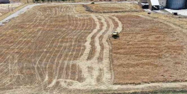 Diyarbakır'da 7 bin yıla dayanan ata tohumunu eken çiftçi, buğday hasadını gerçekleştirdi