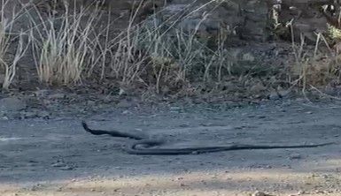 Elazığ'da 1,5 metrelik yılanların dansı kameraya yansıdı