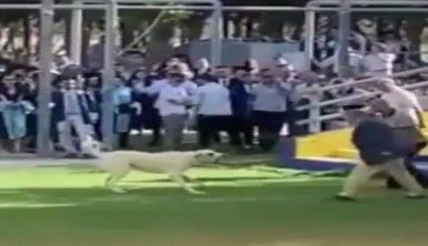 Başıboş köpeğin Ege Üniversitesi mezuniyet töreninde insanlara saldırdığı anlar kamerada