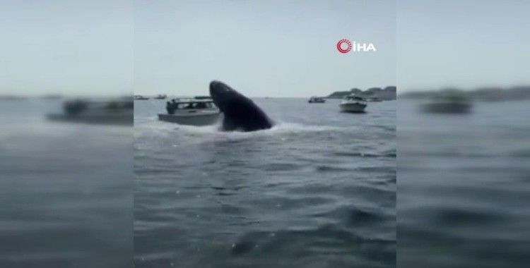 Kambur balina tekneye çarptı