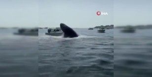 Kambur balina tekneye çarptı