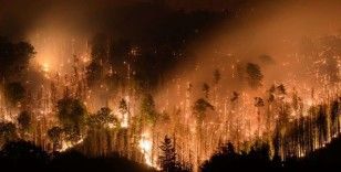 Çekya’daki orman yangınında bin hektarlık alan kül oldu