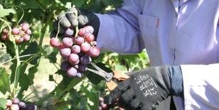 'Trakya İlkeren' üzümünün hasadına başlandı
