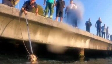 Denize düşen köpeğin yardımına Sahil Güvenlik ekipleri koştu