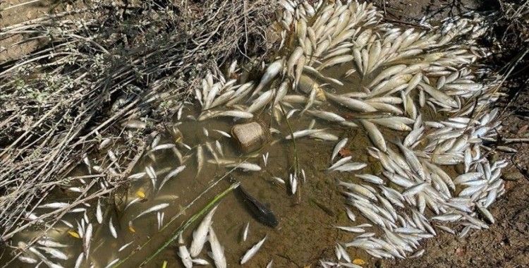 Çevre, Şehircilik ve İklim Değişikliği Bakanlığından Bartın'daki balık ölümlerine ilişkin açıklama