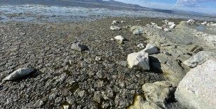 Burdur Gölü'nde alg patlaması: 'Göl yaralı, yardıma ihtiyacı var'
